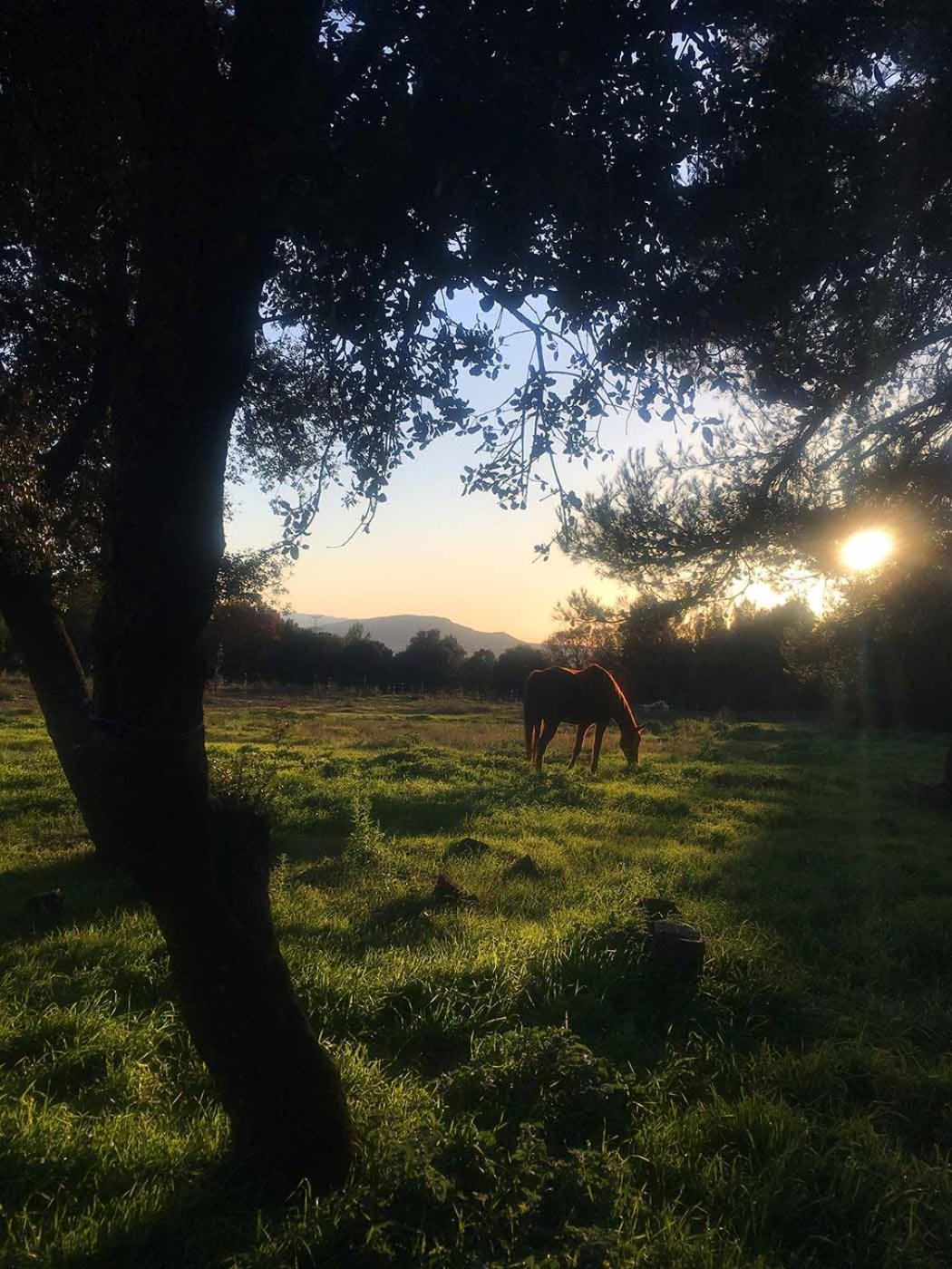 Centre Mediation Equine La Daouste Farm stay