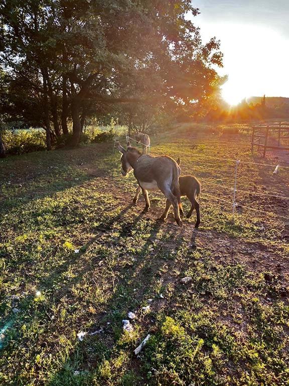 Farm stay Centre Mediation Equine La Daouste