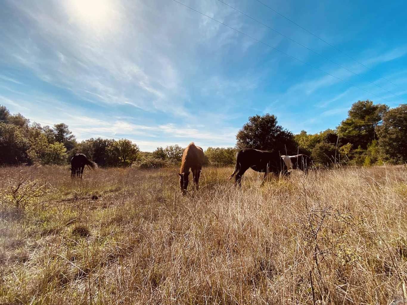 Centre Mediation Equine La Daouste