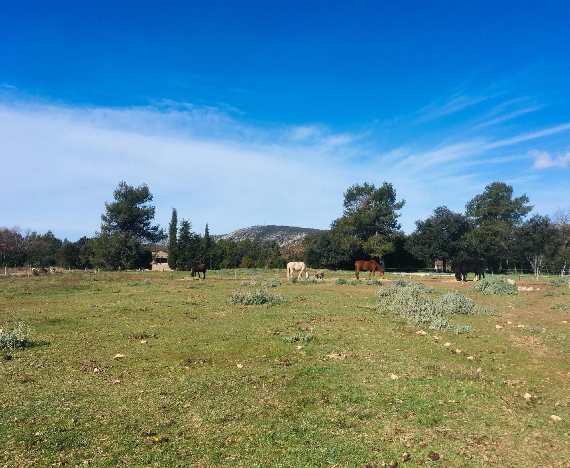 Farm stay Centre Mediation Equine La Daouste *